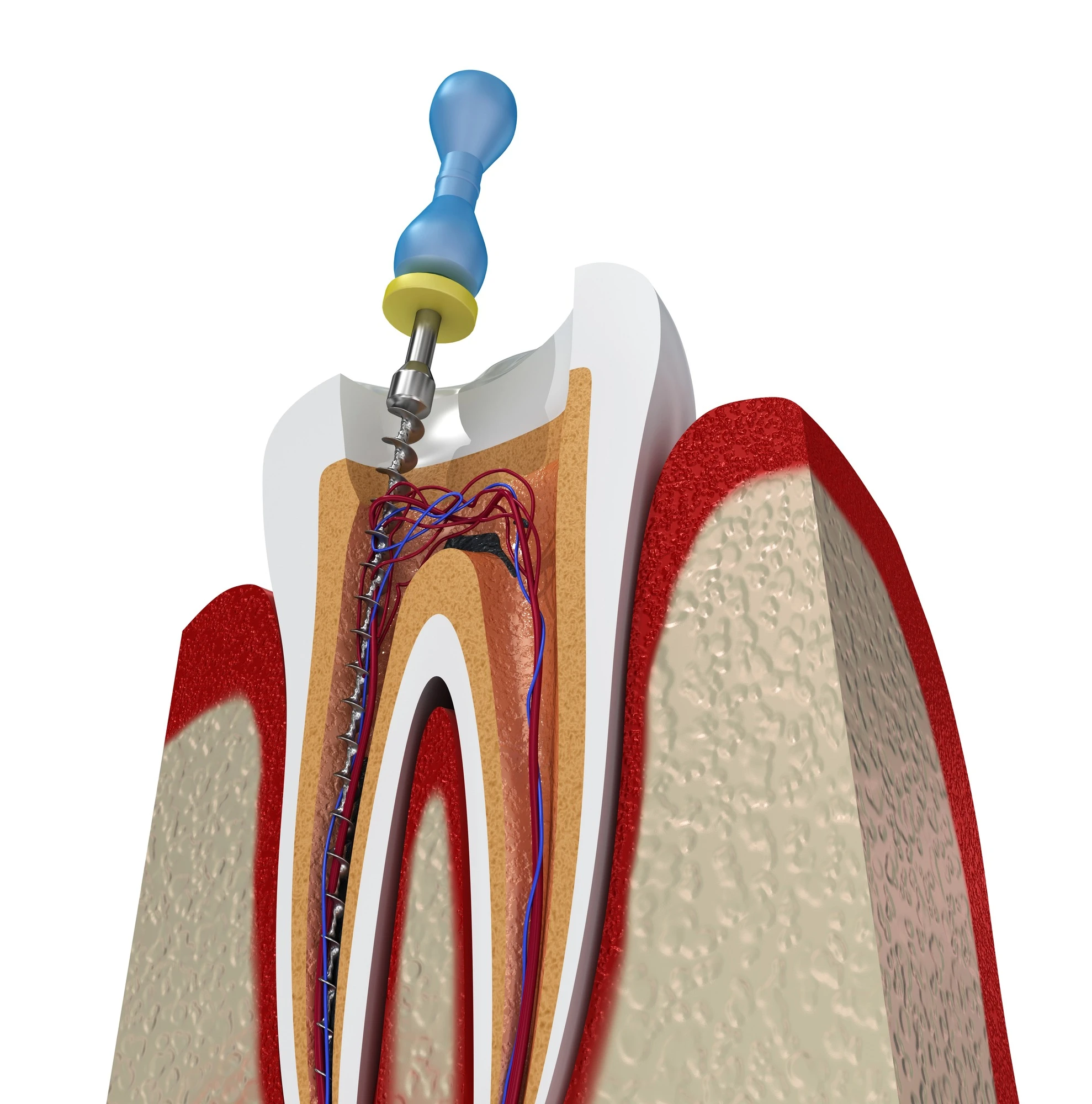root canal treatment arlington va tooth cross section