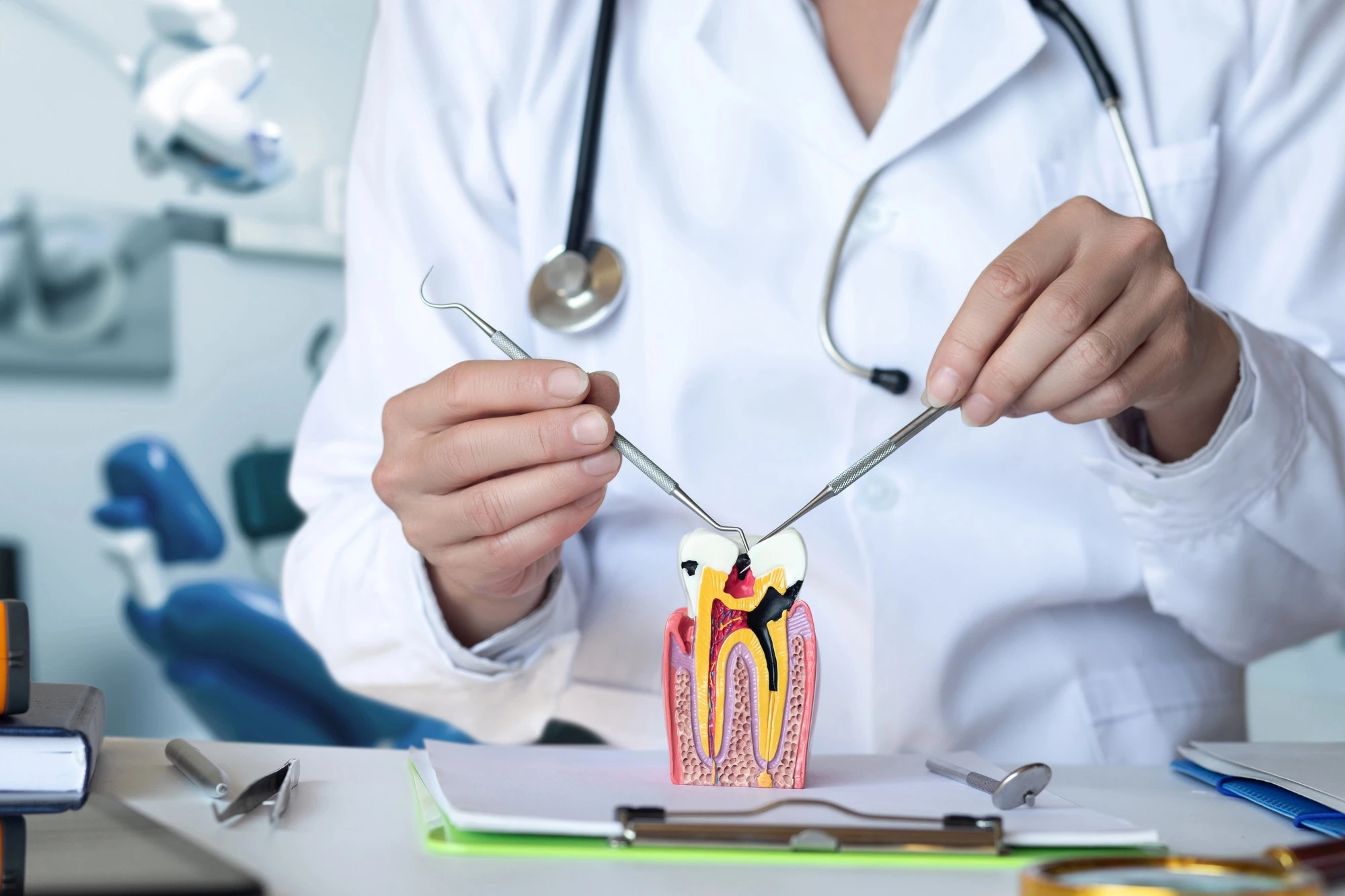 root canal treatment arlington va tooth model demonstration